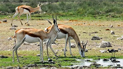springbok antelope