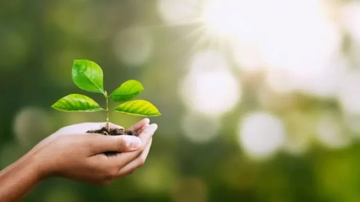 hands holding green plant